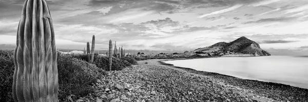 Cacti: Cardon Cacti Line Along The Coast, Bay Of Concepcion, Sea Of Cortez, Mulege, Baja California Sur, Mexico by Panoramic Images