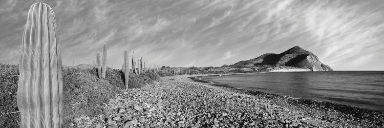 Cardon Cactus Lines The Rim Of A Small Inlet, Sea Of Cortez, Mulege, Baja California Sur, Mexico