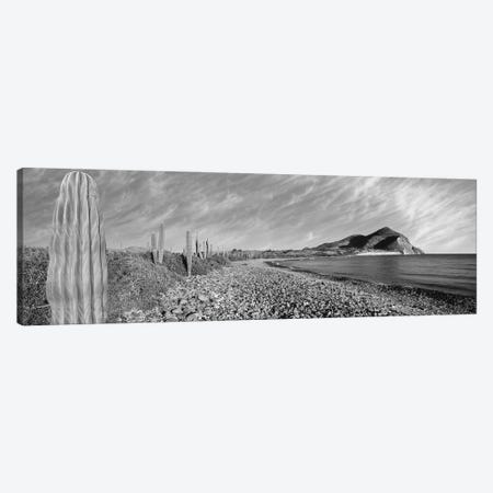 Cardon Cactus Lines The Rim Of A Small Inlet, Sea Of Cortez, Mulege, Baja California Sur, Mexico Canvas Print #PIM16133} by Panoramic Images Canvas Wall Art
