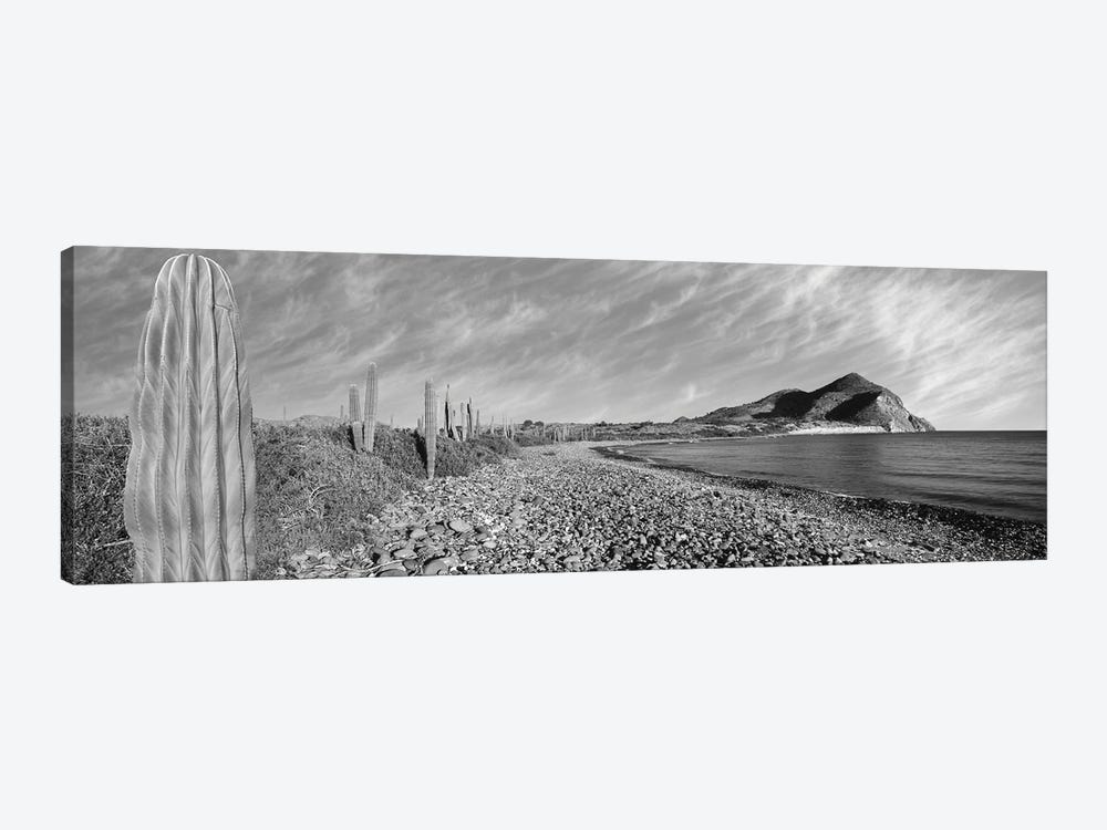 Cardon Cactus Lines The Rim Of A Small Inlet, Sea Of Cortez, Mulege, Baja California Sur, Mexico by Panoramic Images 1-piece Canvas Print