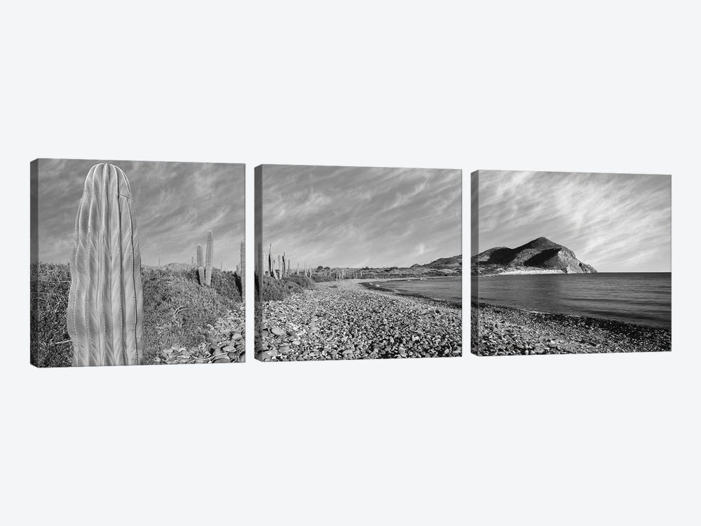 Cardon Cactus Lines The Rim Of A Small Inlet, Sea Of Cortez, Mulege, Baja California Sur, Mexico by Panoramic Images 3-piece Canvas Print