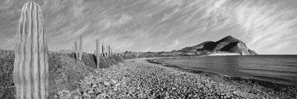 Cacti: Cardon Cactus Lines The Rim Of A Small Inlet, Sea Of Cortez, Mulege, Baja California Sur, Mexico by Panoramic Images