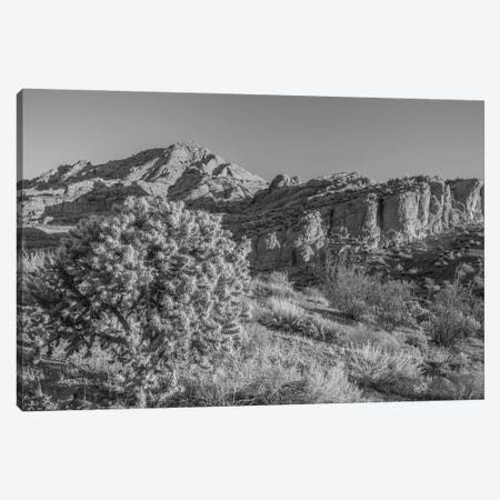Cholla Cactus And Red Rocks At Sunrise, St. George, Utah, USA Canvas Print #PIM16138} by Panoramic Images Canvas Artwork