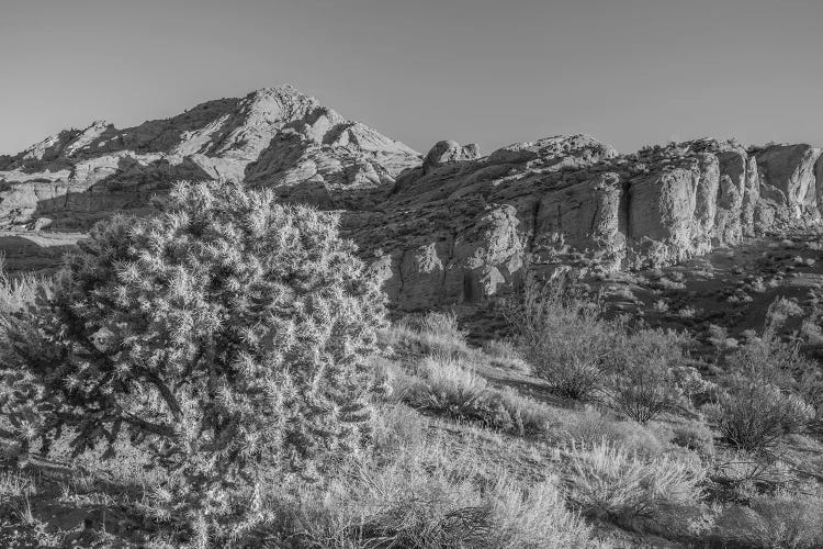 Cholla Cactus And Red Rocks At Sunrise, St. George, Utah, USA