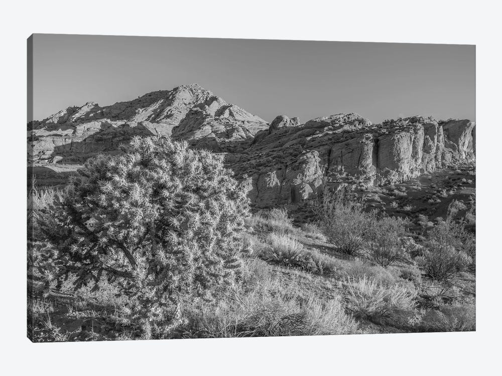 Cholla Cactus And Red Rocks At Sunrise, St. George, Utah, USA by Panoramic Images 1-piece Canvas Wall Art