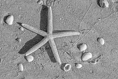 Close Up Of Starfish On Beach by Panoramic Images metal wall art