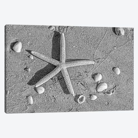 Close Up Of Starfish On Beach Canvas Print #PIM16141} by Panoramic Images Art Print