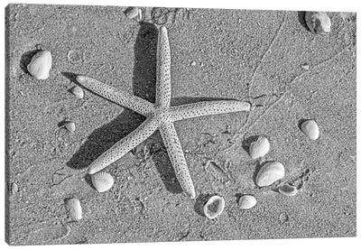 Close Up Of Starfish On Beach Canvas Art Print - Starfish Art