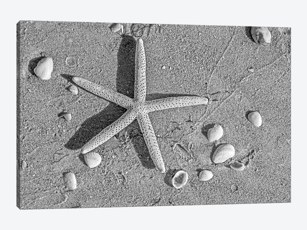 Close Up Of Starfish On Beach by Panoramic Images 1-piece Canvas Wall Art