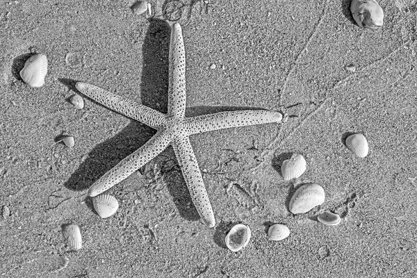 Starfish: Close Up Of Starfish On Beach by Panoramic Images