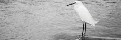 Close Up Of A Snowy Egret, Gulf Of Mexico, Florida, USA by Panoramic Images framed canvas print