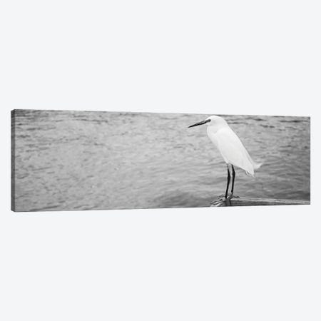 Close Up Of A Snowy Egret, Gulf Of Mexico, Florida, USA Canvas Print #PIM16142} by Panoramic Images Canvas Art Print