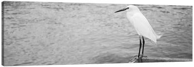 Close Up Of A Snowy Egret, Gulf Of Mexico, Florida, USA Canvas Art Print - Egret Art