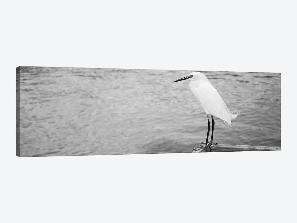 Close Up Of A Snowy Egret, Gulf Of Mexico, Florida, USA by Panoramic Images 1-piece Canvas Print