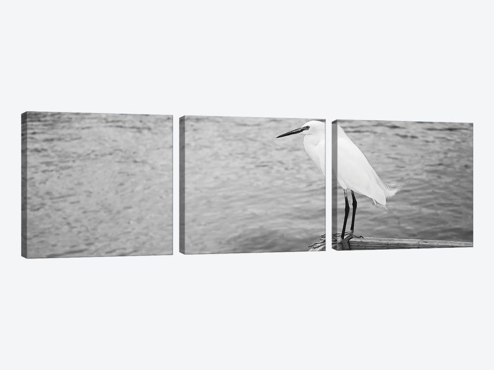Close Up Of A Snowy Egret, Gulf Of Mexico, Florida, USA by Panoramic Images 3-piece Canvas Print