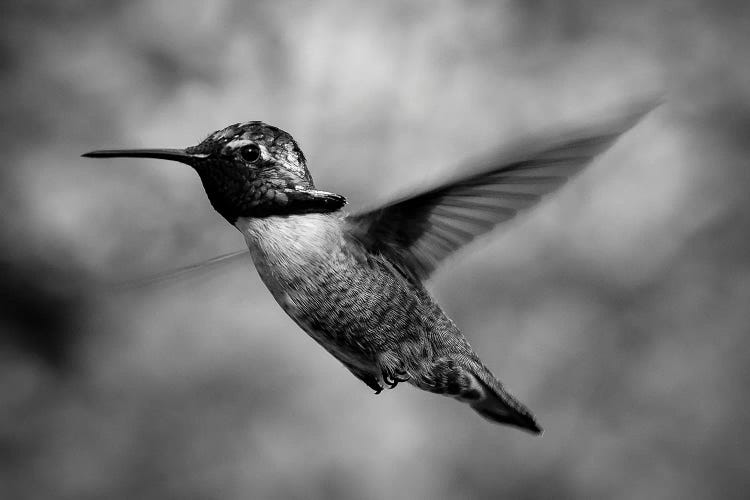 Close Up Of Costa's Hummingbird), Baja California Sur, Mexico