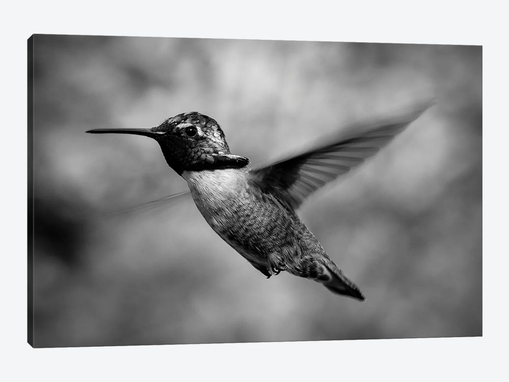 Close Up Of Costa's Hummingbird), Baja California Sur, Mexico by Panoramic Images 1-piece Canvas Art