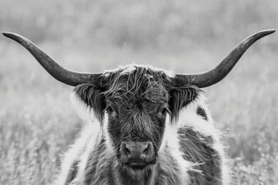 Close Up Of Highland Cow by Panoramic Images gallery poster
