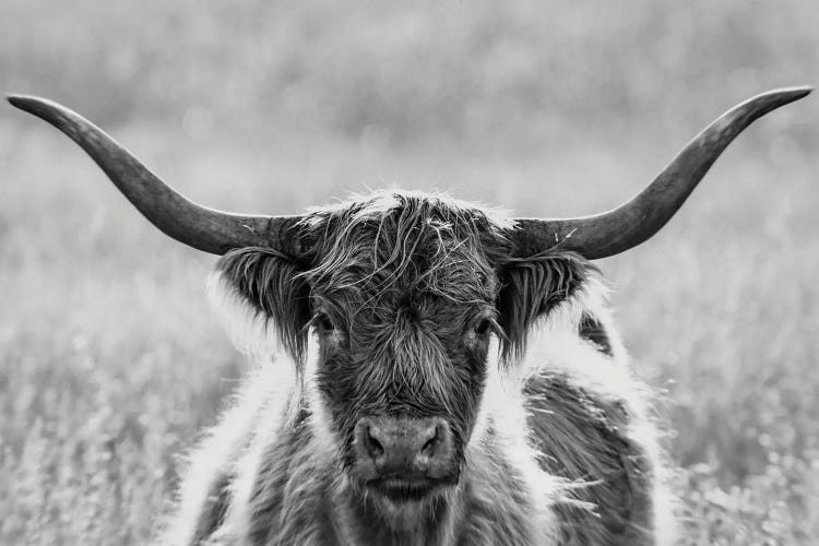 Close Up Of Highland Cow