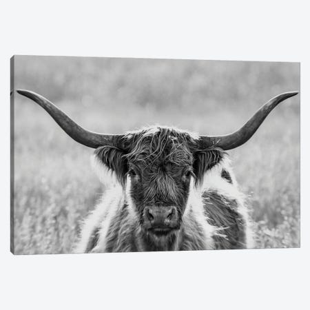 Close Up Of Highland Cow Canvas Print #PIM16144} by Panoramic Images Canvas Art