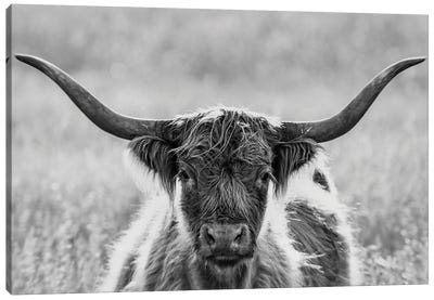 Close Up Of Highland Cow Canvas Art Print - Highland Cow Art