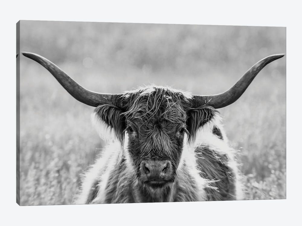 Close Up Of Highland Cow by Panoramic Images 1-piece Canvas Print