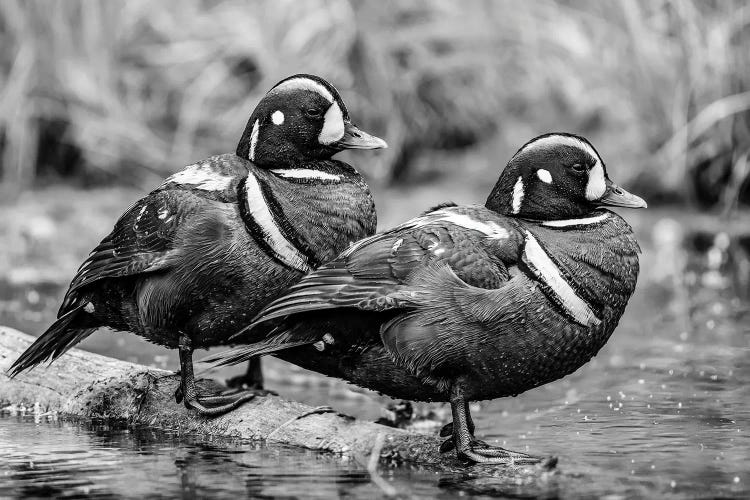 Close Up Of Two Harlequin Ducks