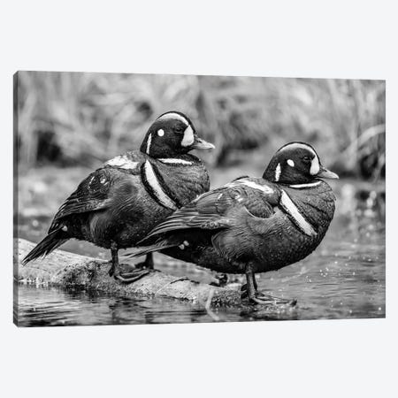 Close Up Of Two Harlequin Ducks Canvas Print #PIM16145} by Panoramic Images Canvas Artwork