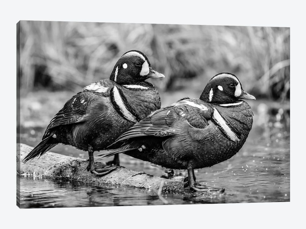 Close Up Of Two Harlequin Ducks by Panoramic Images 1-piece Canvas Wall Art