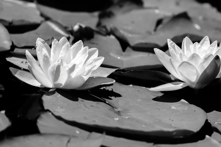 Common Water Lily floating On Water