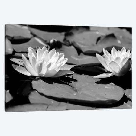 Common Water Lily floating On Water Canvas Print #PIM16147} by Panoramic Images Canvas Artwork