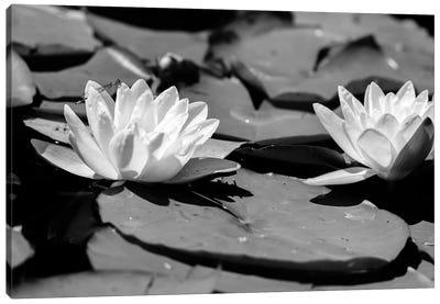 Common Water Lily floating On Water Canvas Art Print - Lily Art