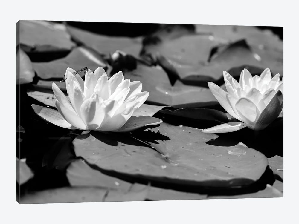 Common Water Lily floating On Water by Panoramic Images 1-piece Canvas Wall Art