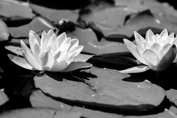 Lilies: Common Water Lily floating On Water by Panoramic Images