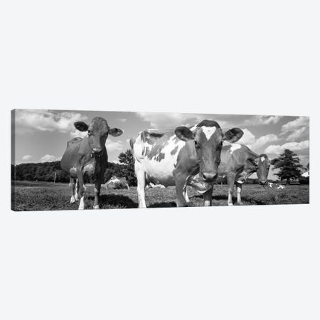 Cows In A Field, Waupun, Dodge County, Wisconsin, USA Canvas Print #PIM16148} by Panoramic Images Art Print