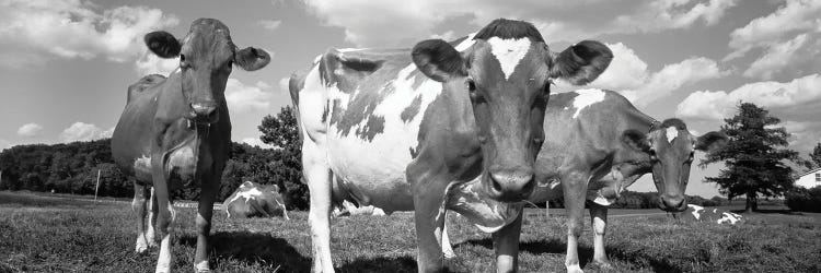 Cows In A Field, Waupun, Dodge County, Wisconsin, USA