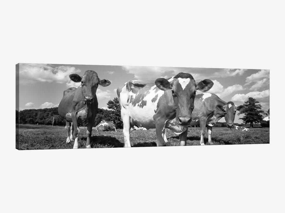 Cows In A Field, Waupun, Dodge County, Wisconsin, USA by Panoramic Images 1-piece Art Print