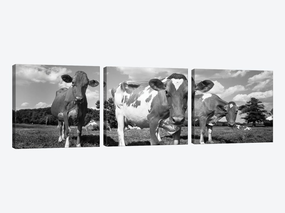Cows In A Field, Waupun, Dodge County, Wisconsin, USA by Panoramic Images 3-piece Art Print