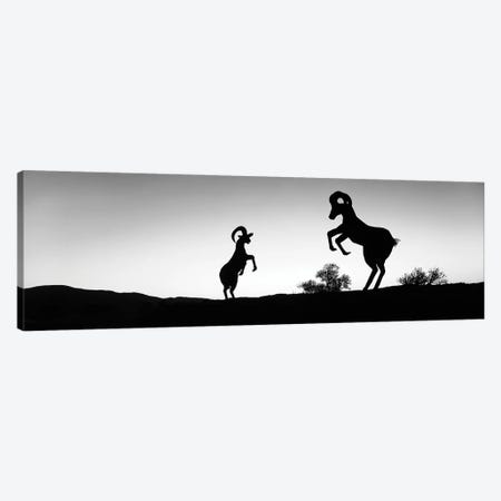 Desert Bighorn Ram Metal Sculptures, Galleta Meadows Estate, Borrego Springs, California, USA Canvas Print #PIM16150} by Panoramic Images Canvas Artwork