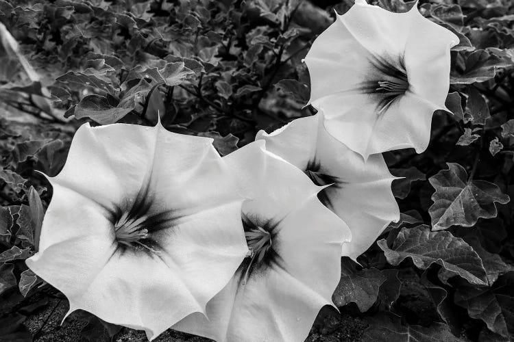 Devils Trumpet, Baja California Sur, Mexico