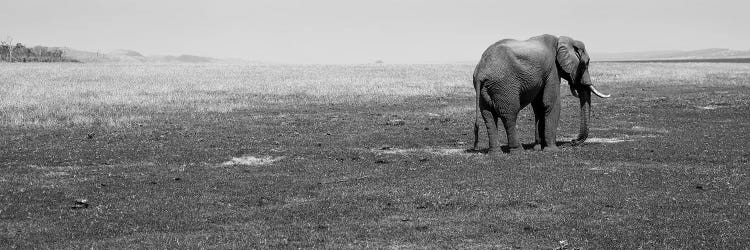 Elephant Standing In A Field, Lake Kariba, Zimbabwe