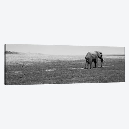 Elephant Standing In A Field, Lake Kariba, Zimbabwe Canvas Print #PIM16156} by Panoramic Images Canvas Art Print