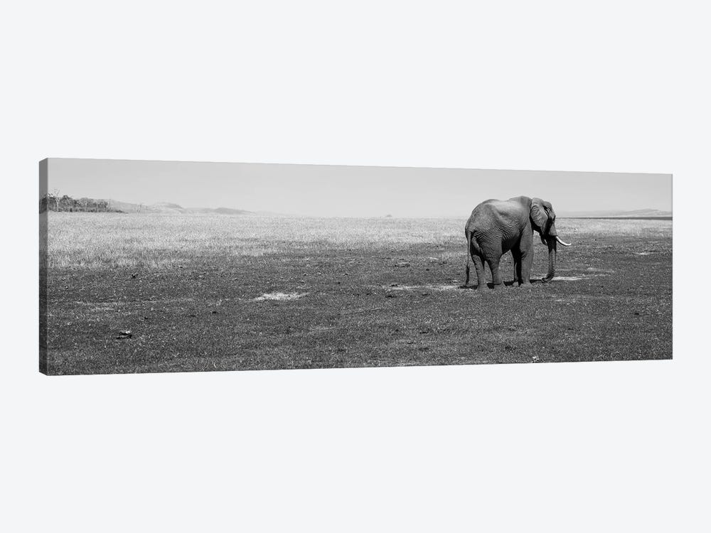 Elephant Standing In A Field, Lake Kariba, Zimbabwe by Panoramic Images 1-piece Canvas Artwork