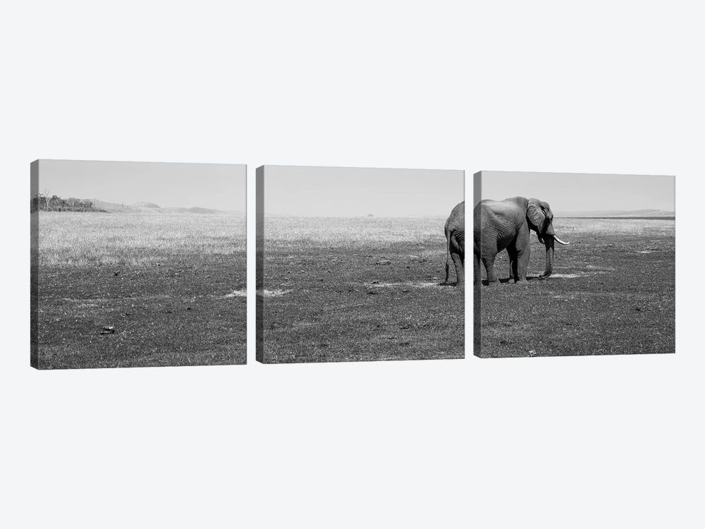 Elephant Standing In A Field, Lake Kariba, Zimbabwe by Panoramic Images 3-piece Canvas Art