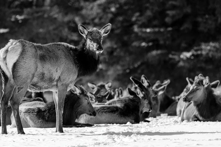 Elk Or Wapiti On Snow Covered Landscape, Alberta, Canada