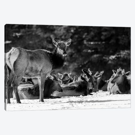 Elk Or Wapiti On Snow Covered Landscape, Alberta, Canada Canvas Print #PIM16159} by Panoramic Images Canvas Art
