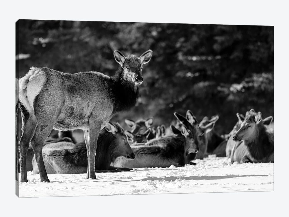Elk Or Wapiti On Snow Covered Landscape, Alberta, Canada by Panoramic Images 1-piece Canvas Print