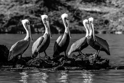 Flock Of Brown Pelican On Island, Sea Of Cortez, Baja California Sur, Mexico by Panoramic Images framed canvas print