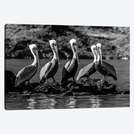 Flock Of Brown Pelican On Island, Sea Of Cortez, Baja California Sur, Mexico Canvas Print #PIM16166} by Panoramic Images Canvas Wall Art