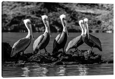 Flock Of Brown Pelican On Island, Sea Of Cortez, Baja California Sur, Mexico Canvas Art Print - Pelican Art